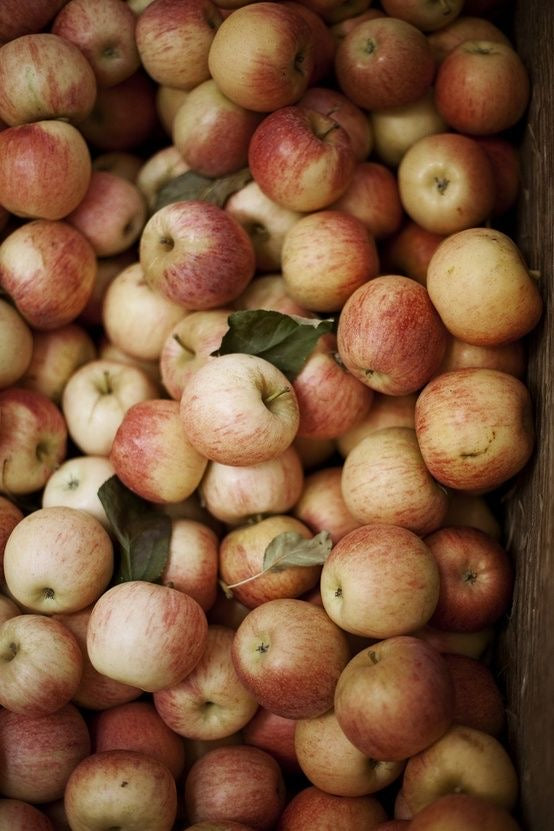 Apple Bourbon Body Lotion